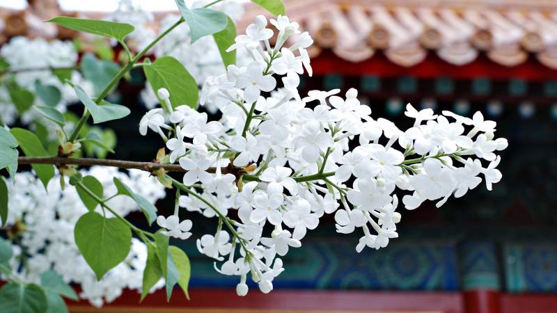 白花绽放春意浓图片