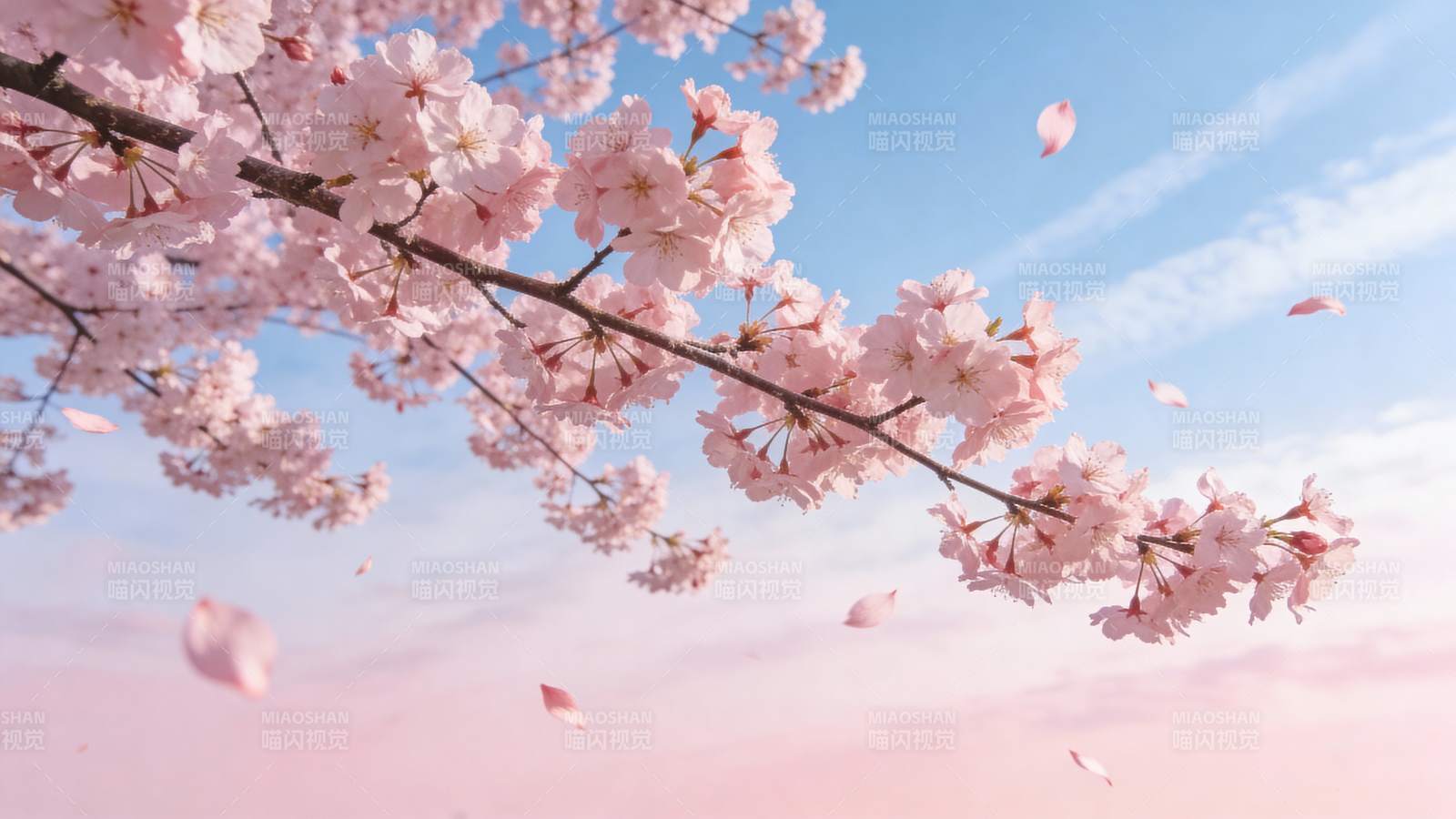 樱花纷飞春意浓图片