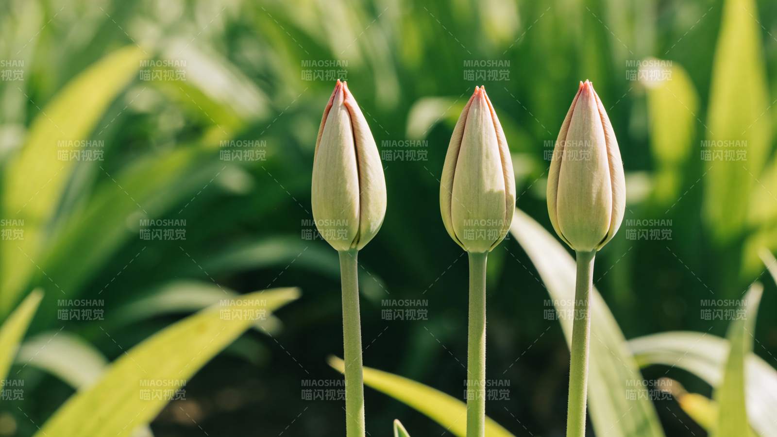 三朵含苞待放的花图片