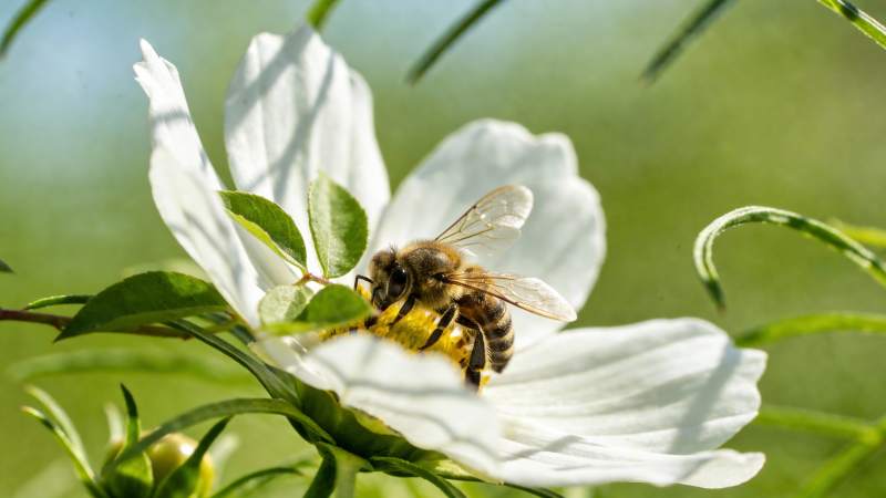 蜜蜂采蜜花间图片