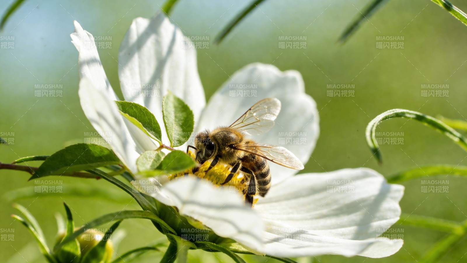 蜜蜂采蜜花间图片