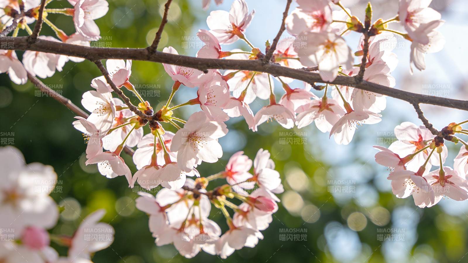樱花绽放枝头图片