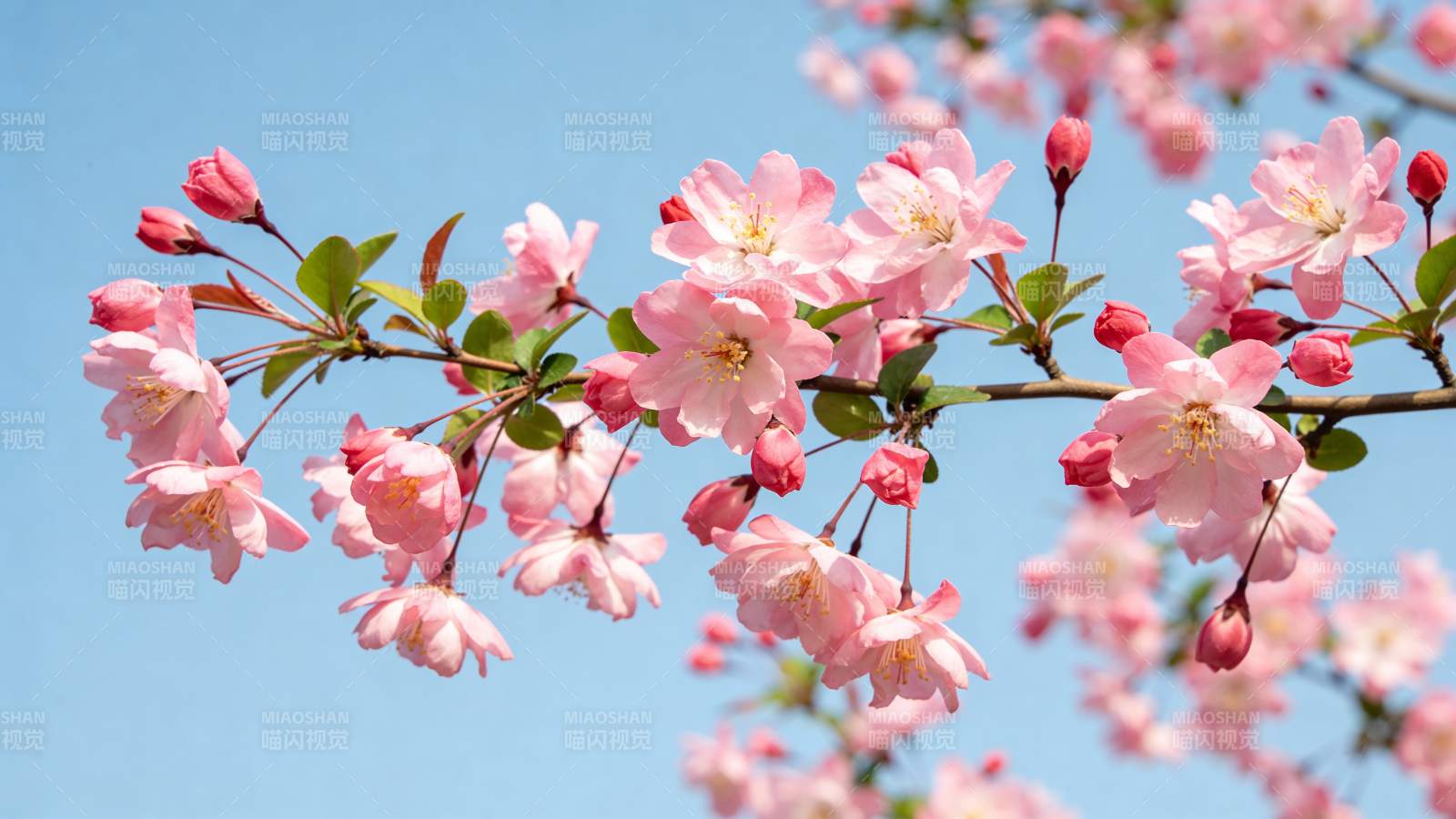 樱花绽放枝头图片