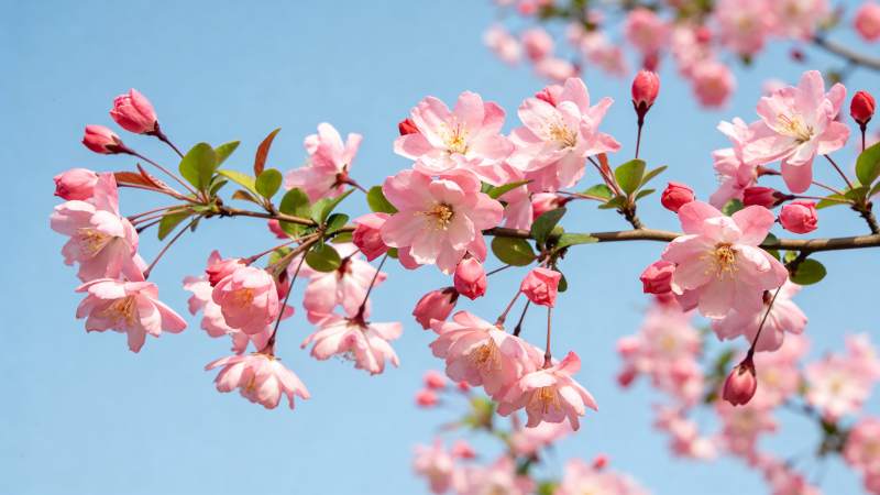 樱花绽放枝头图片