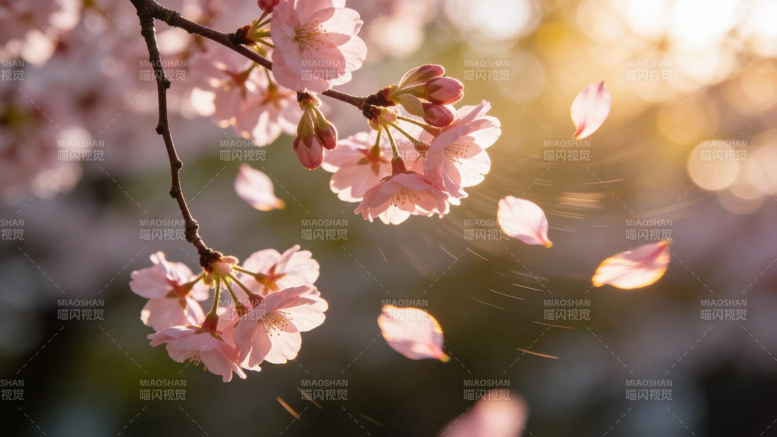樱花纷飞春意浓图片