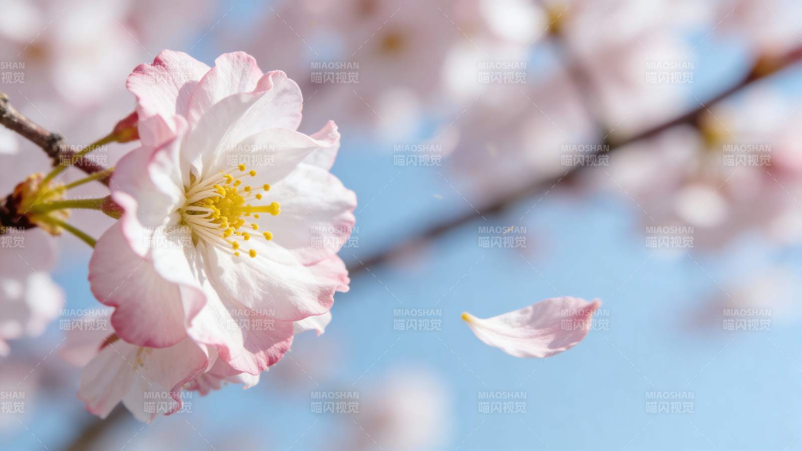 樱花绽放 春意盎然图片