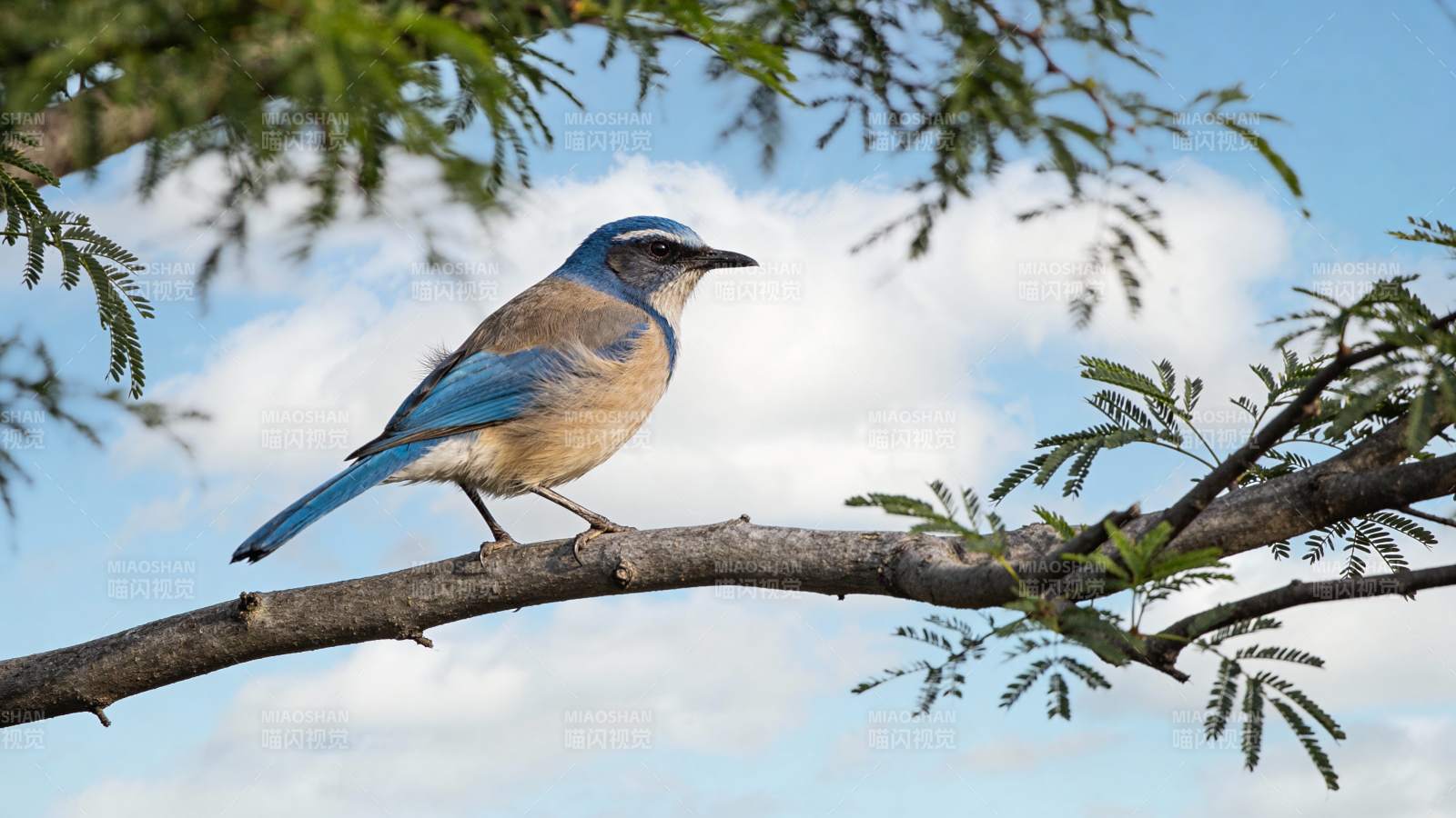 蓝鸟栖枝头图片