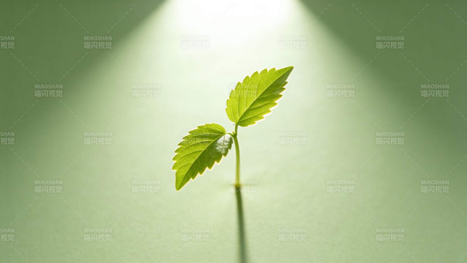 嫩芽破土而出图片