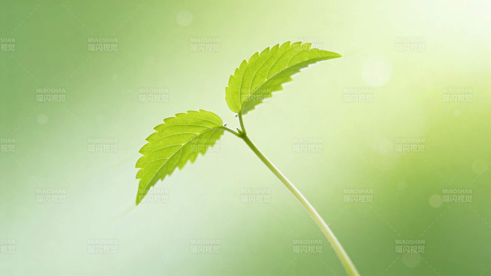 嫩芽破土 生机盎然图片