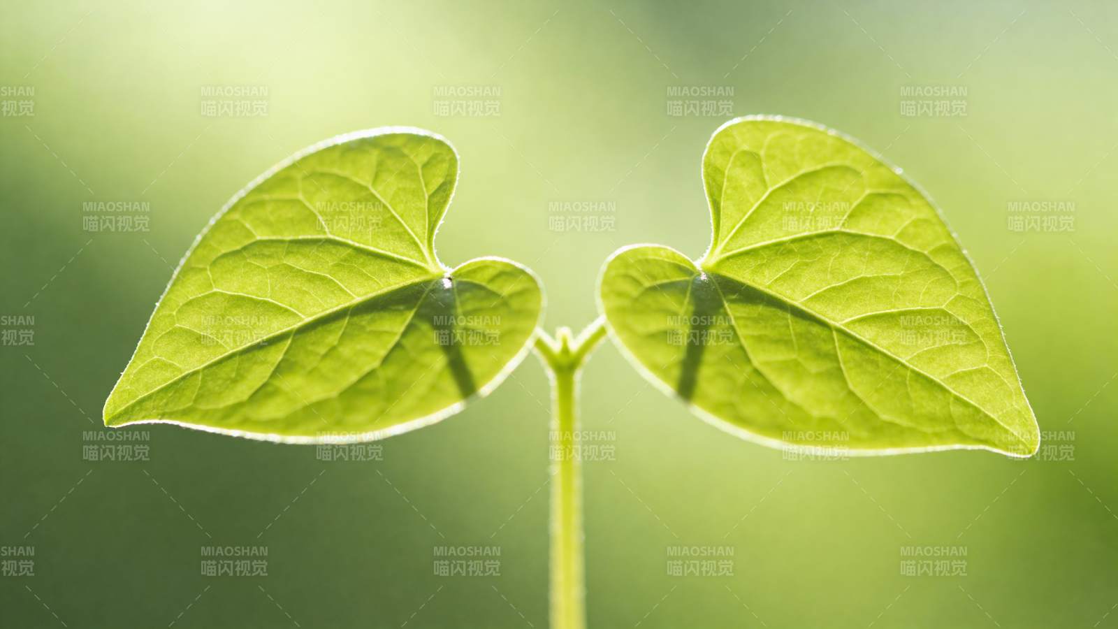 嫩叶初生 生机盎然图片
