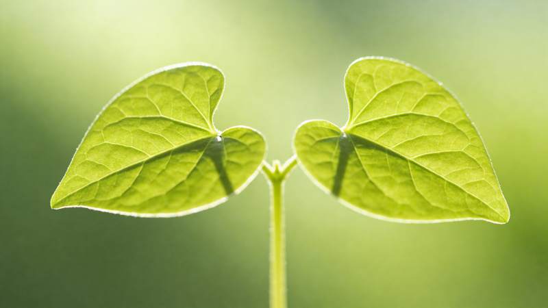嫩叶初生 生机盎然图片