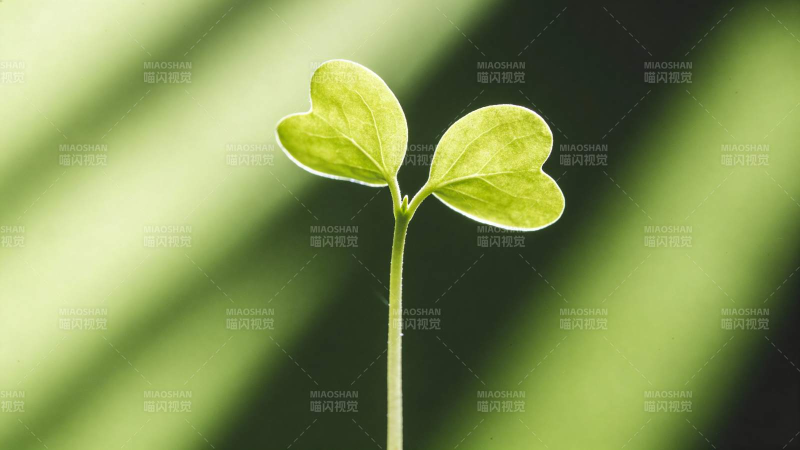 嫩芽破土 生机盎然图片