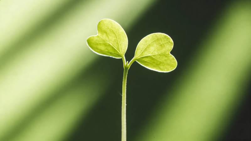 嫩芽破土 生机盎然图片