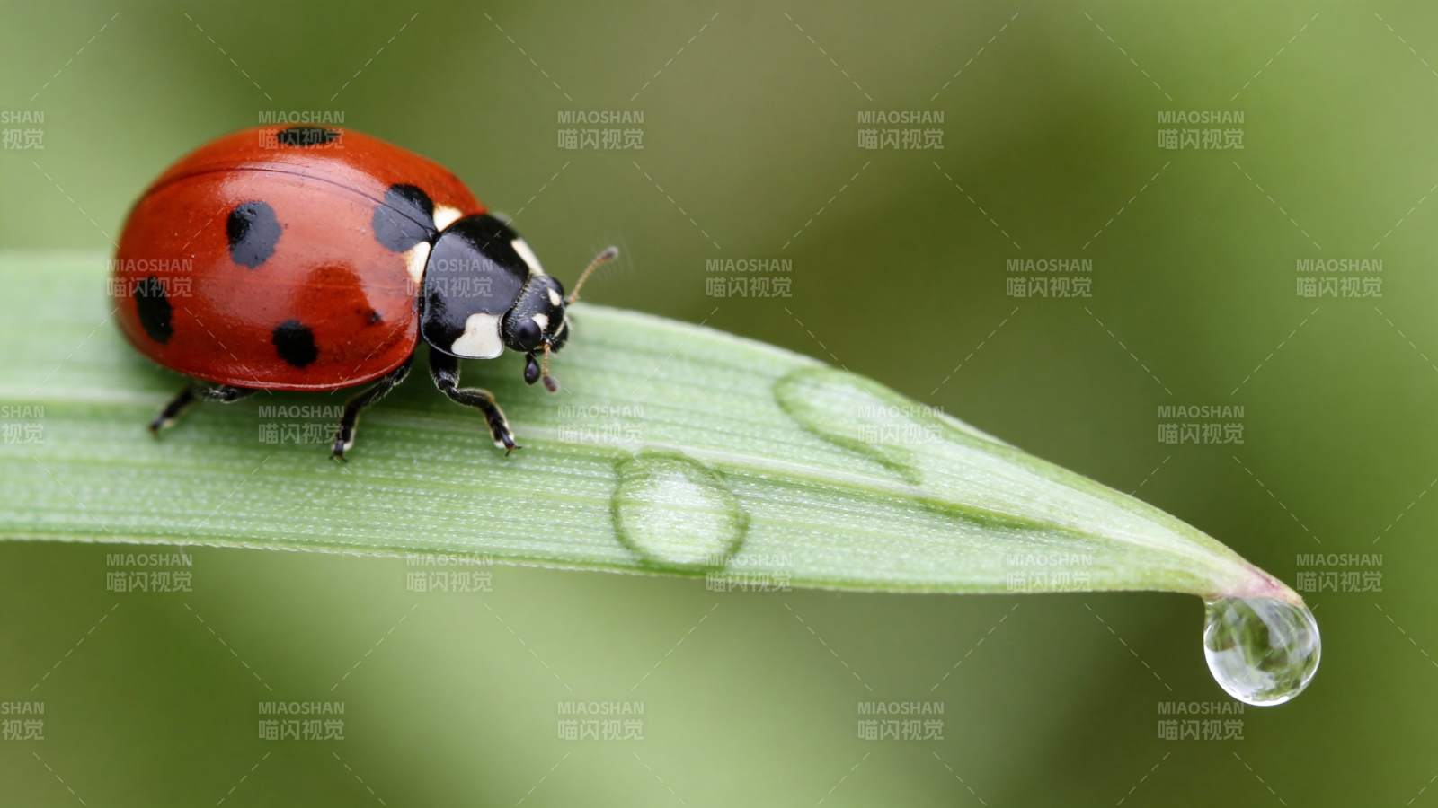 瓢虫栖叶露珠图片
