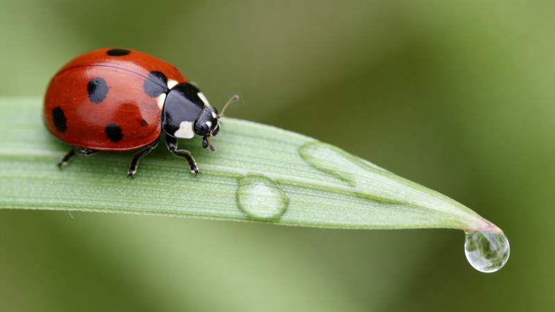 瓢虫栖叶露珠图片