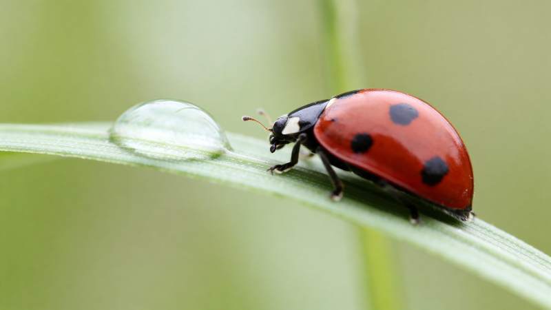 瓢虫叶上栖息图片