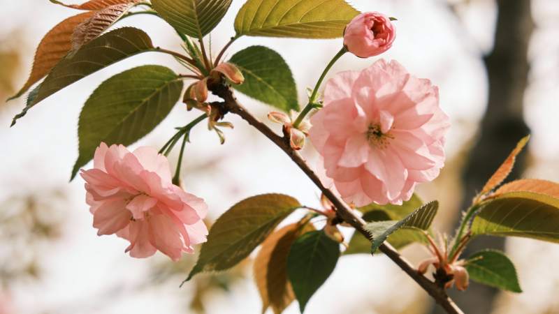 樱花绽放枝头图片