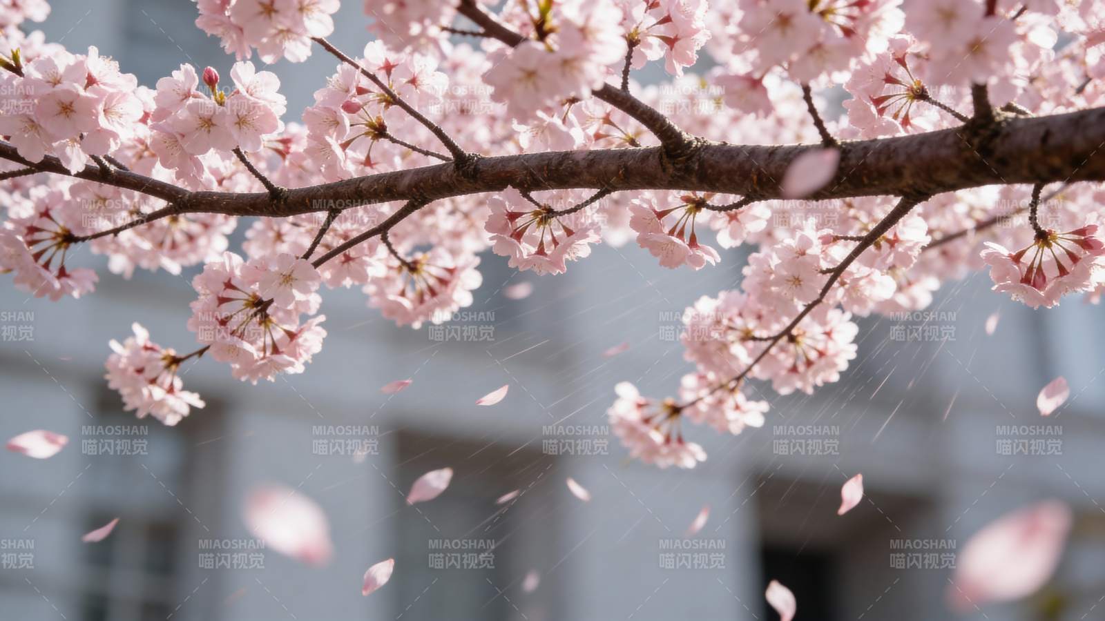 樱花纷飞春意浓图片