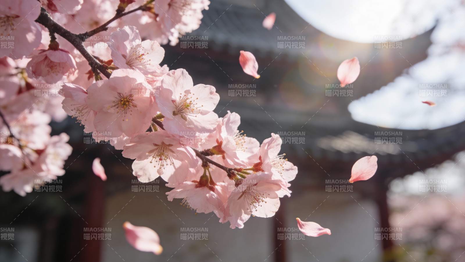 樱花纷飞 春意盎然图片