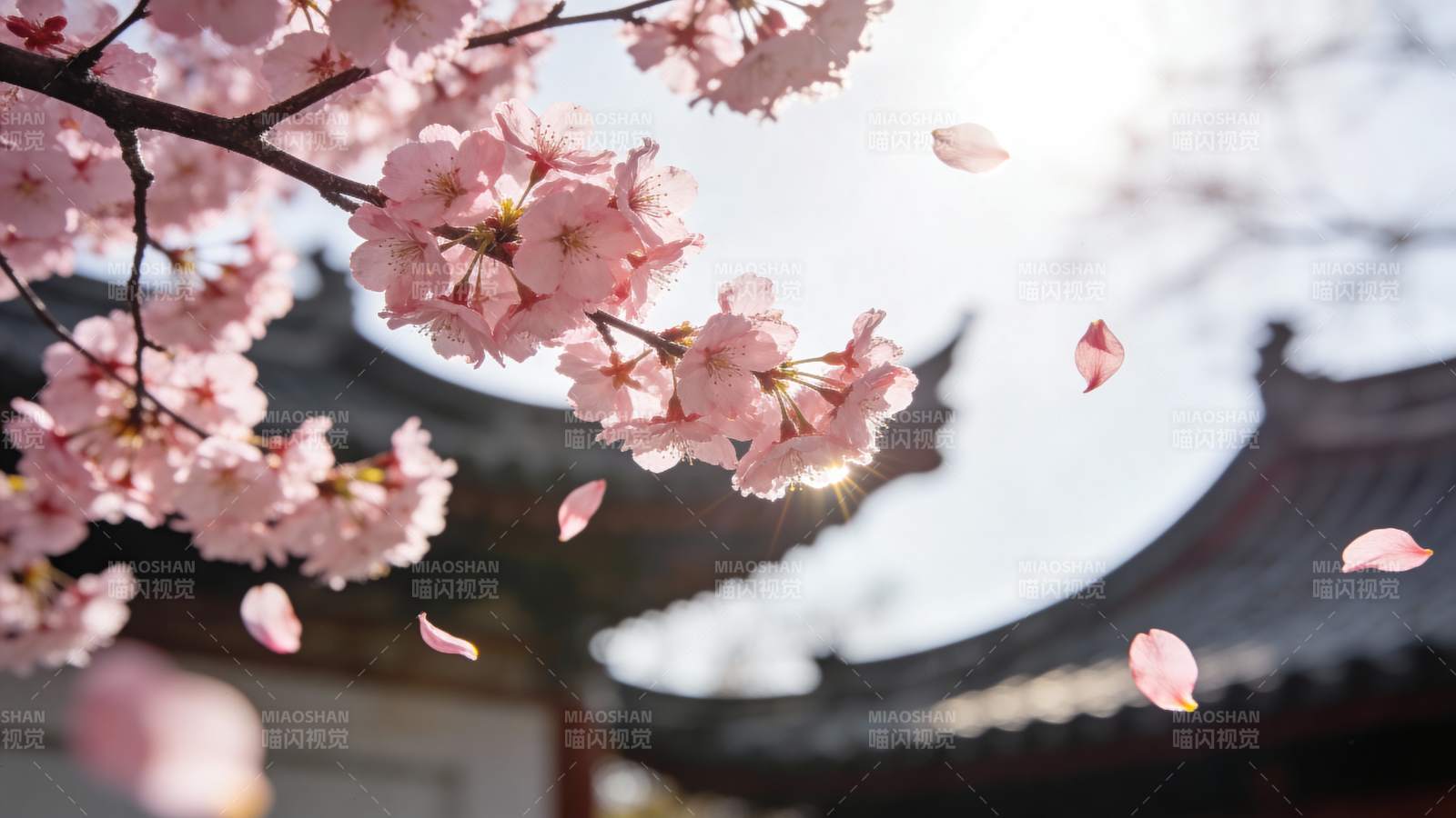 樱花飘落古寺前图片