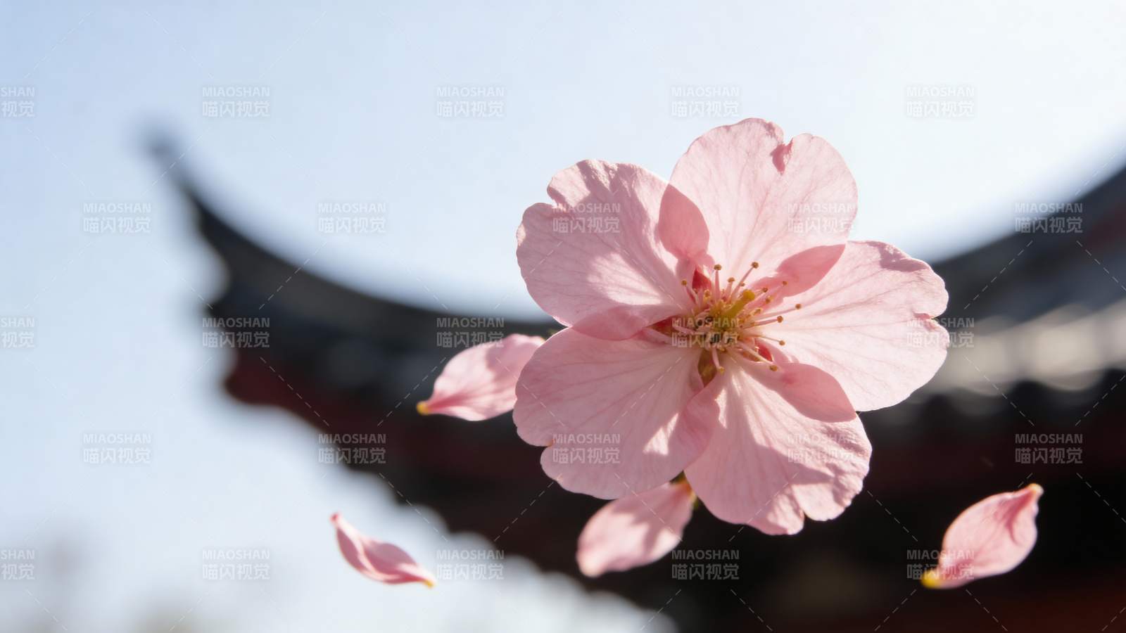 樱花绽放 古建筑映衬图片