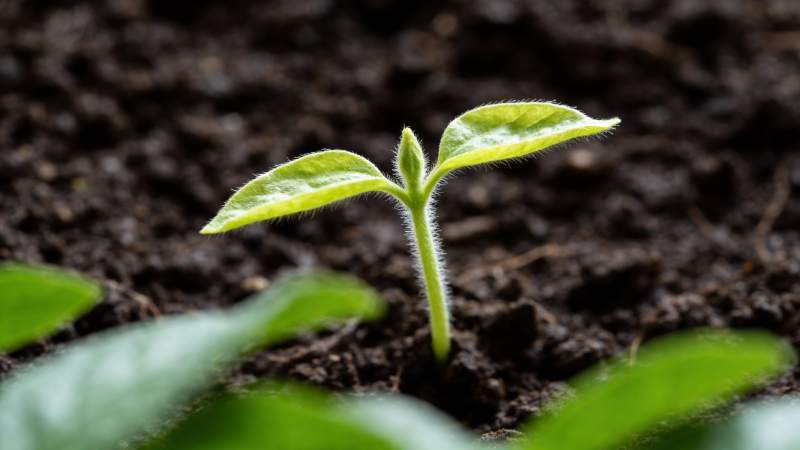 嫩芽破土而出图片