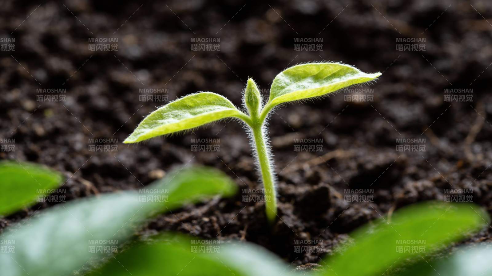 嫩芽破土而出图片