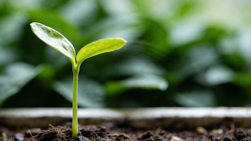 嫩芽破土而出图片