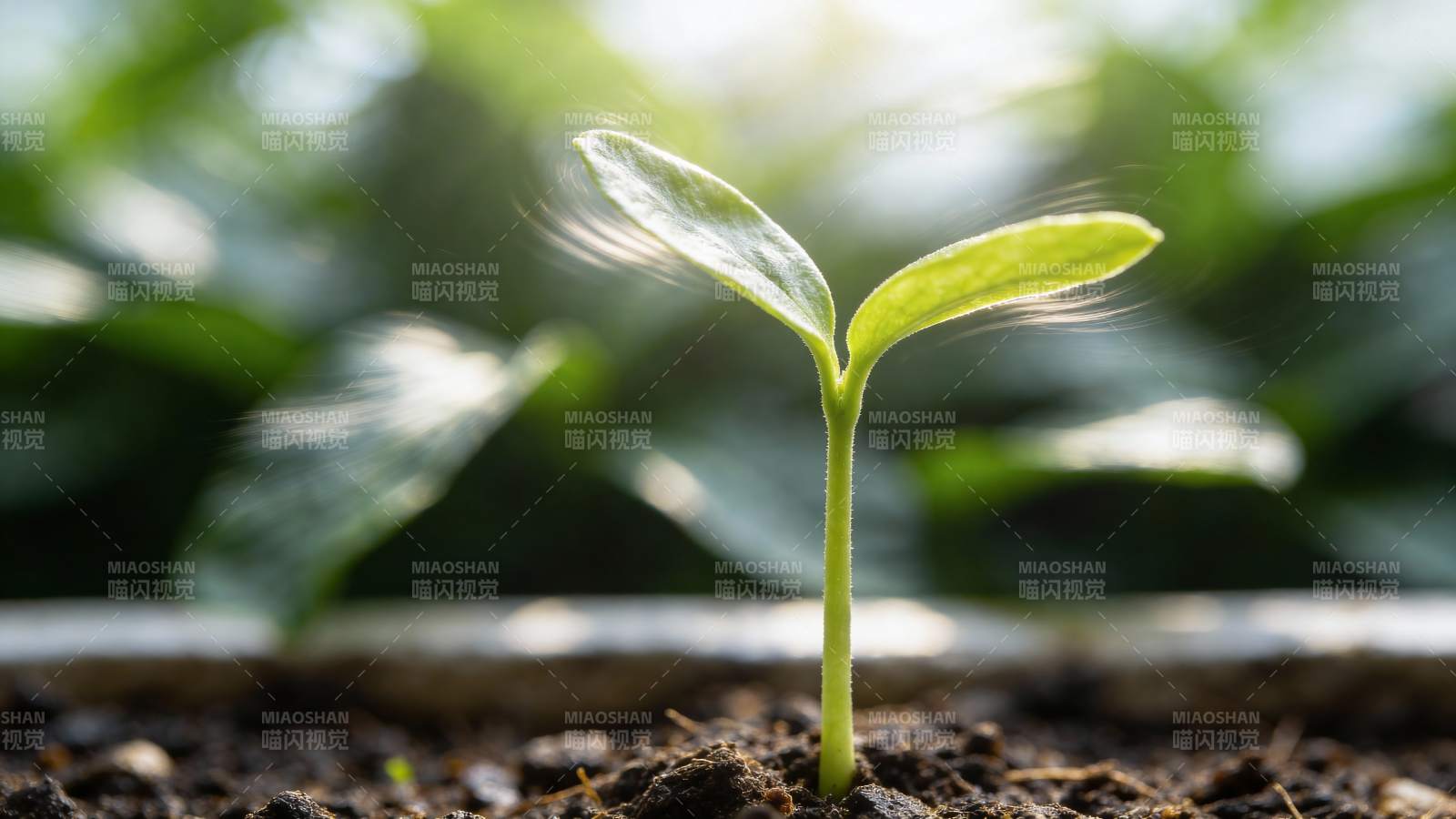 嫩芽破土而出图片