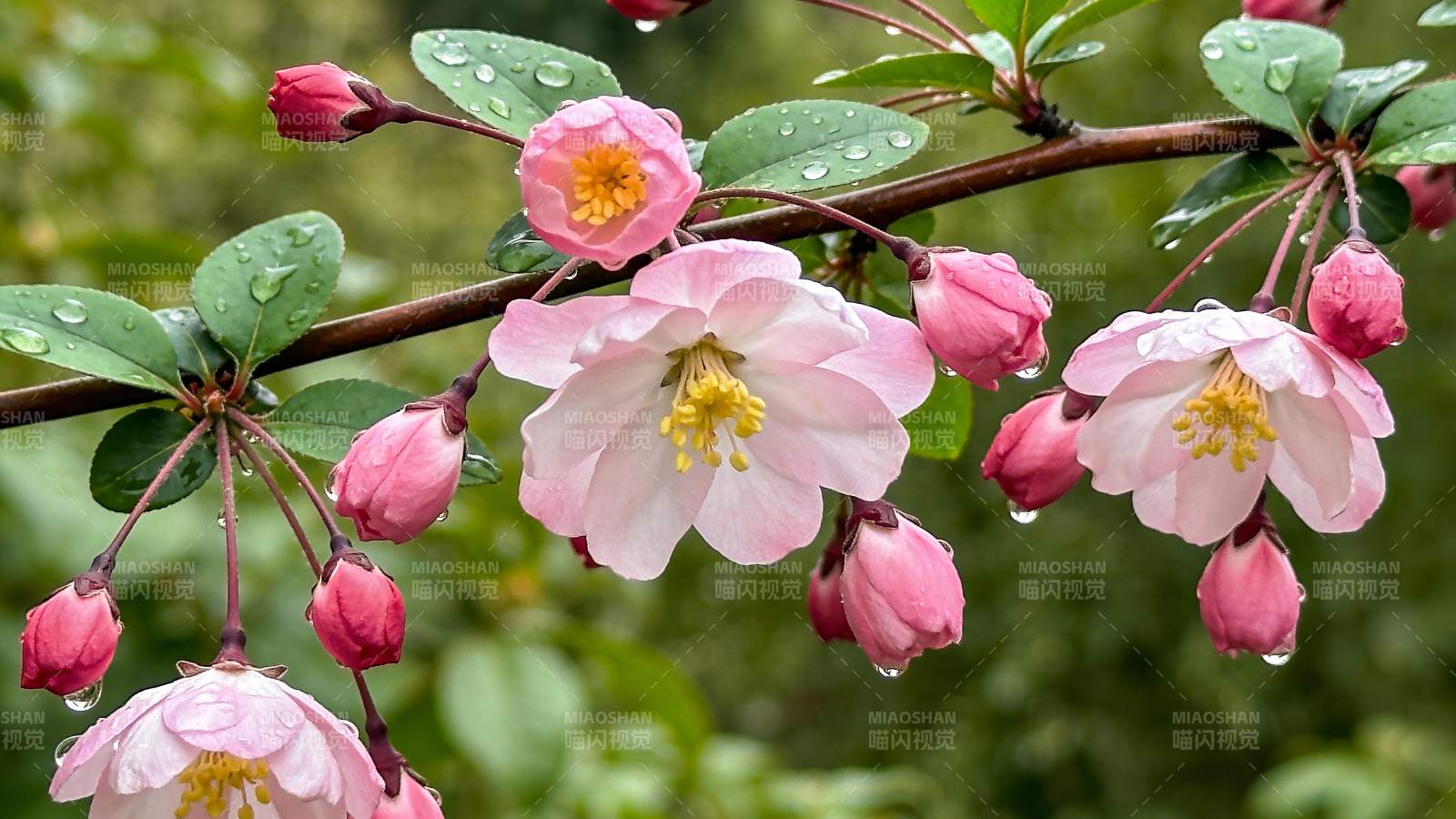 海棠花绽放枝头图片