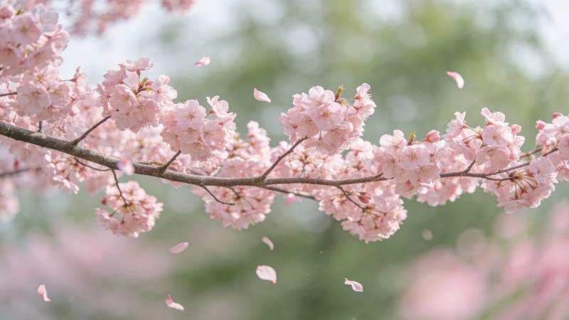 樱花纷飞春意浓图片
