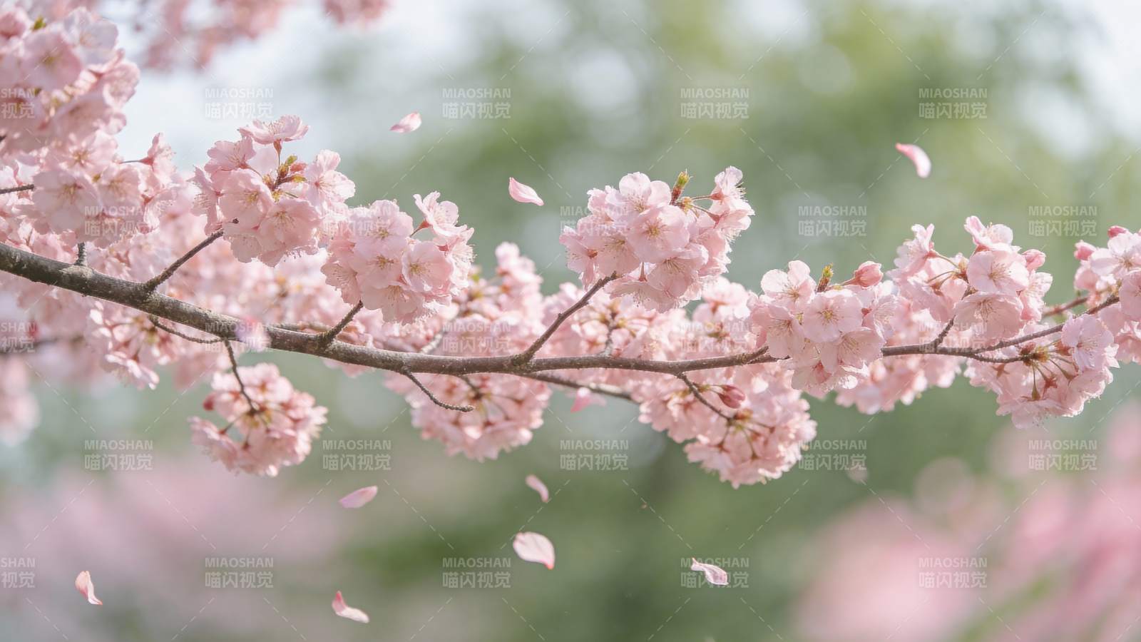 樱花纷飞春意浓图片