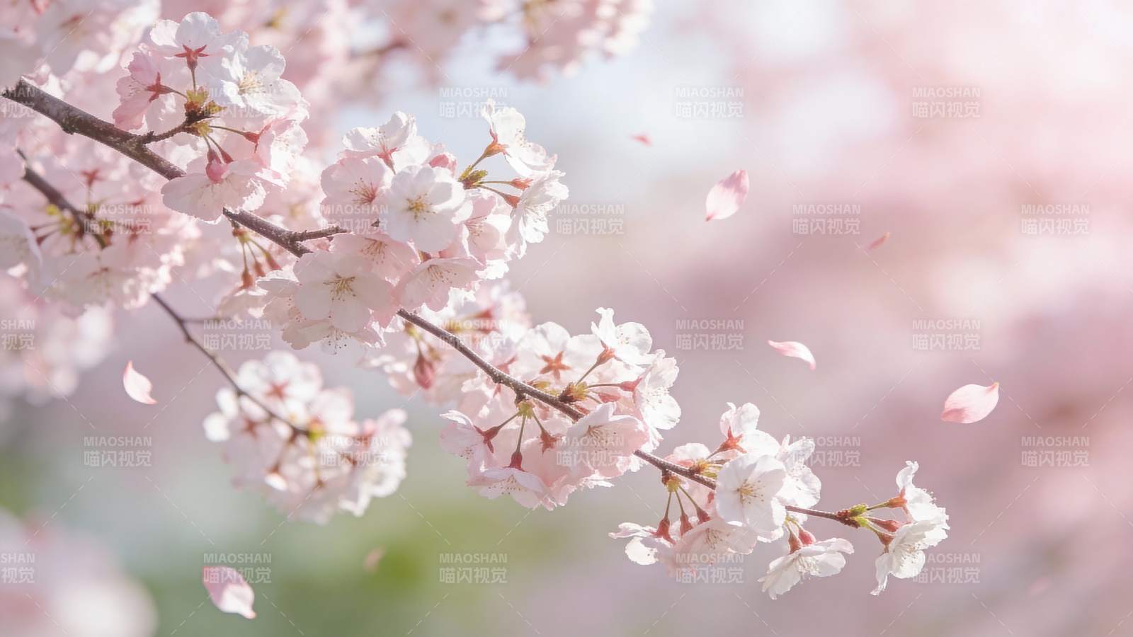 樱花纷飞春意浓图片