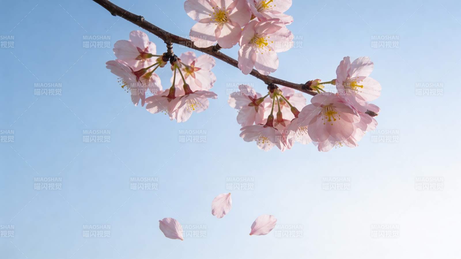 樱花飘落 春意盎然图片