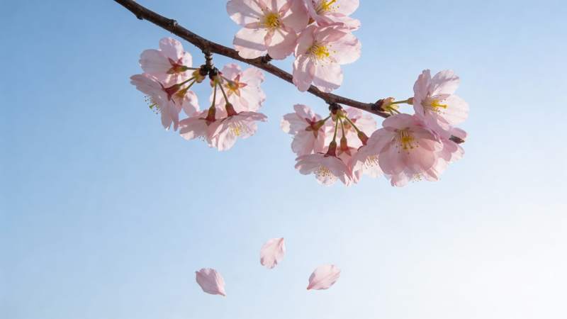 樱花飘落 春意盎然图片