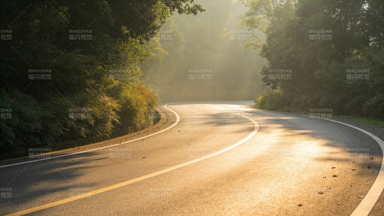 晨光中的林间小路图片