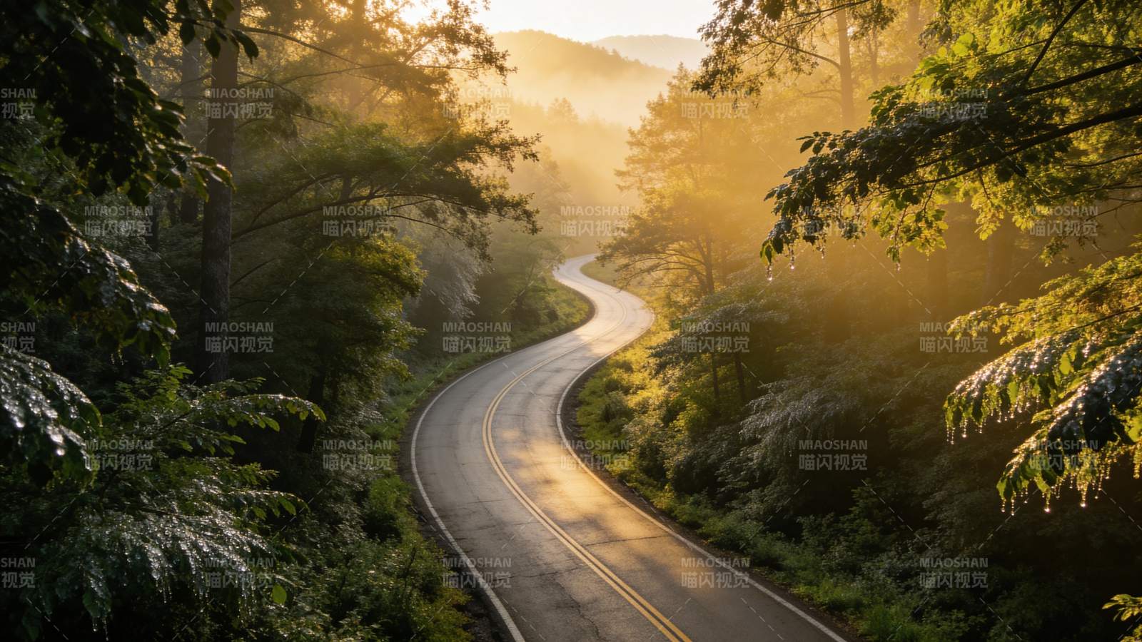 林间晨光小径图片