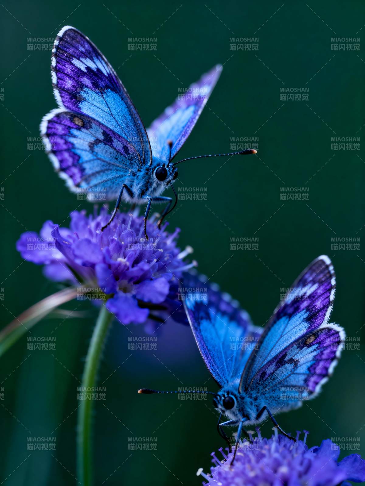 紫蝶栖花图片