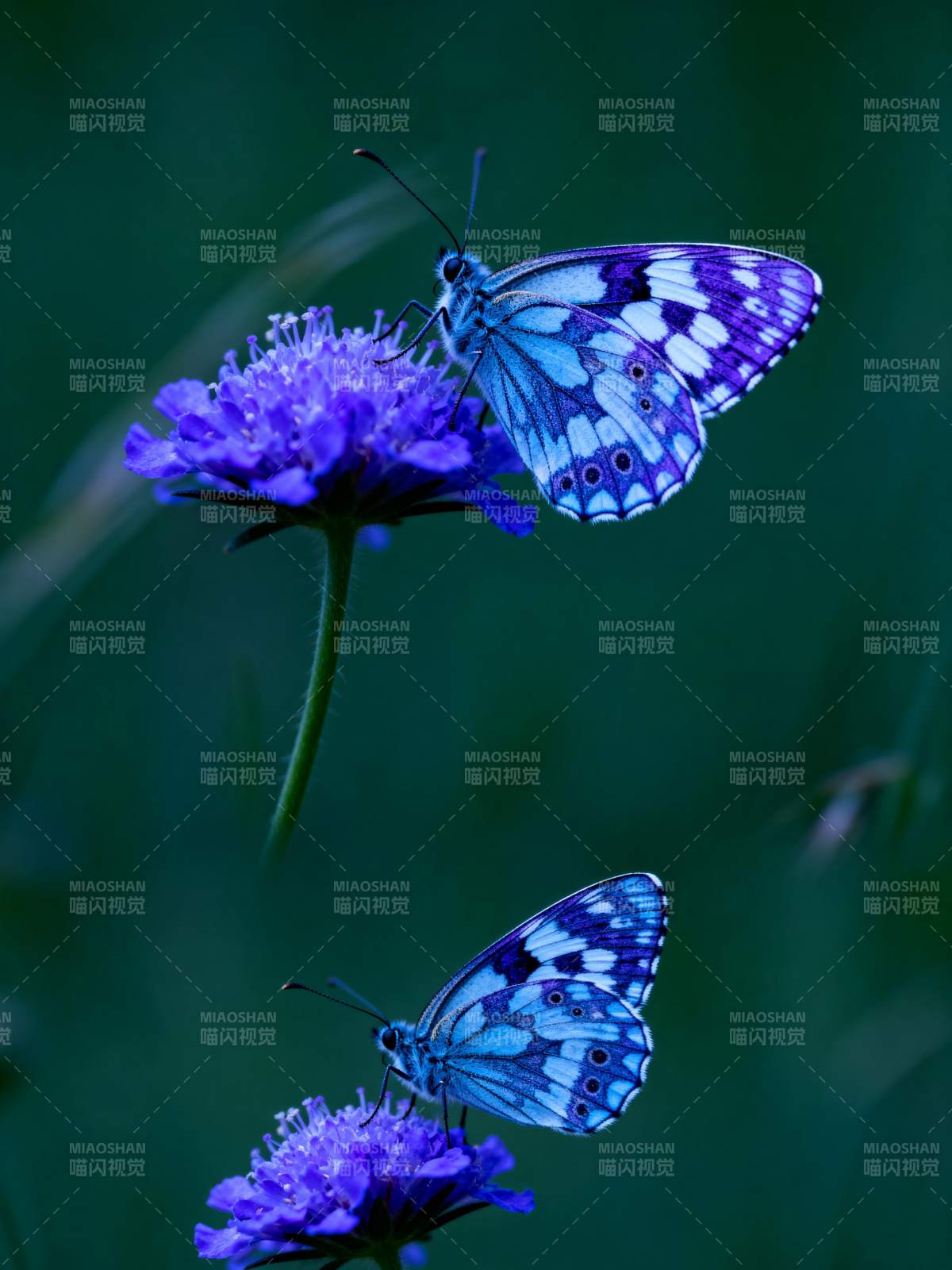 紫蝶共舞花间图片