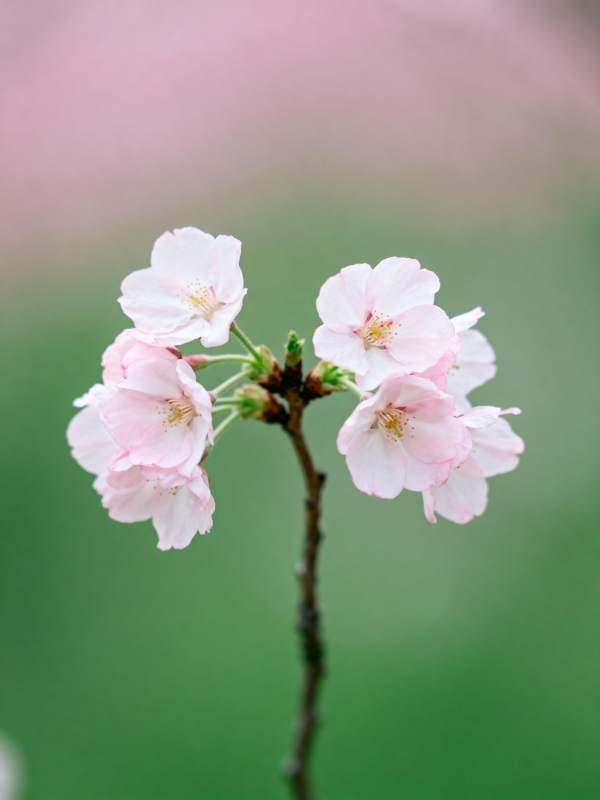 樱花绽放枝头图片