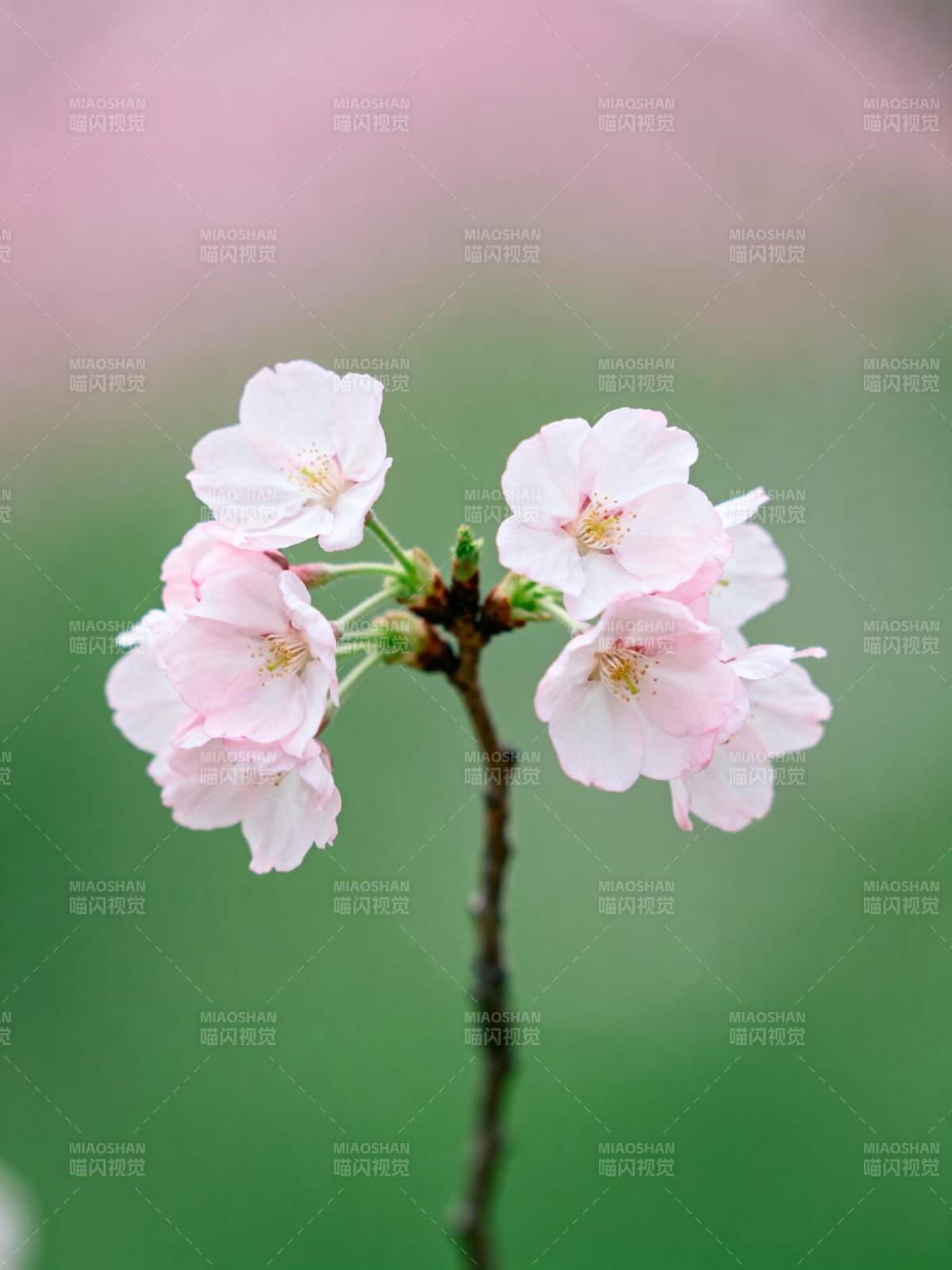 樱花绽放枝头图片