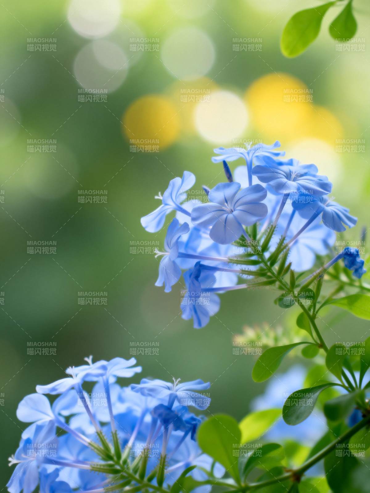 蓝花绽放 绿意盎然图片