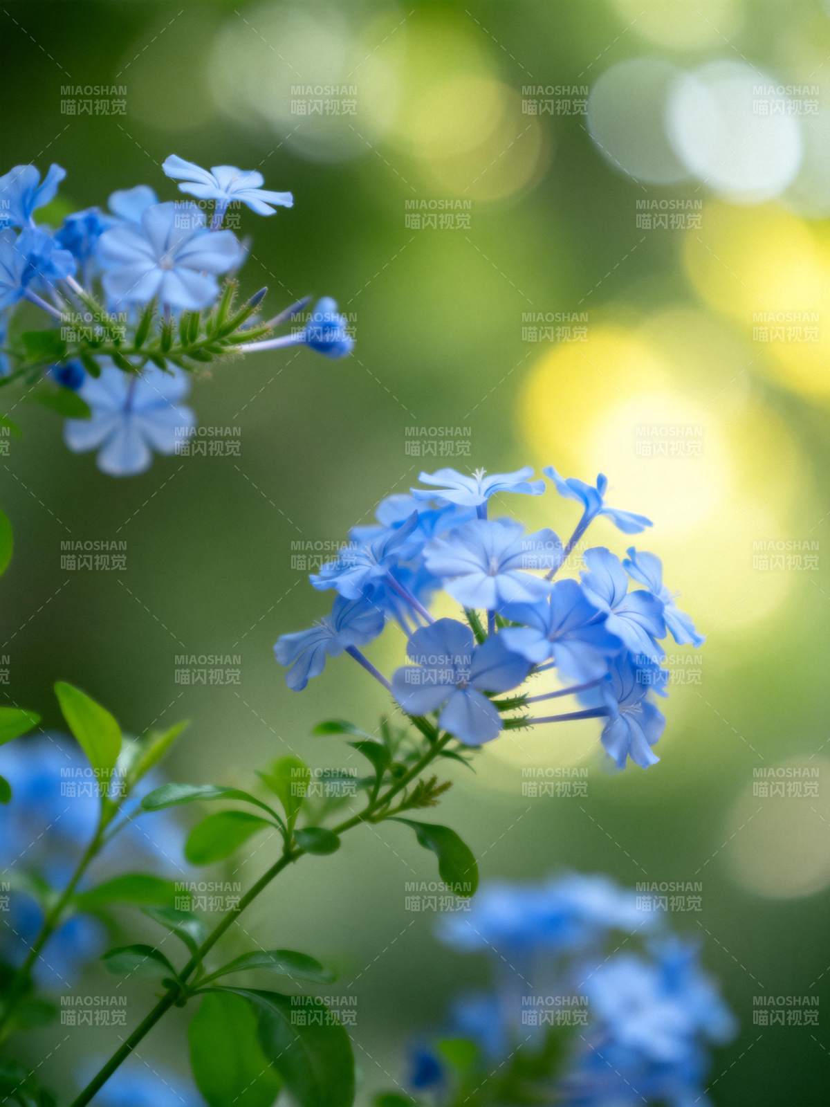 蓝花绽放 绿意盎然图片