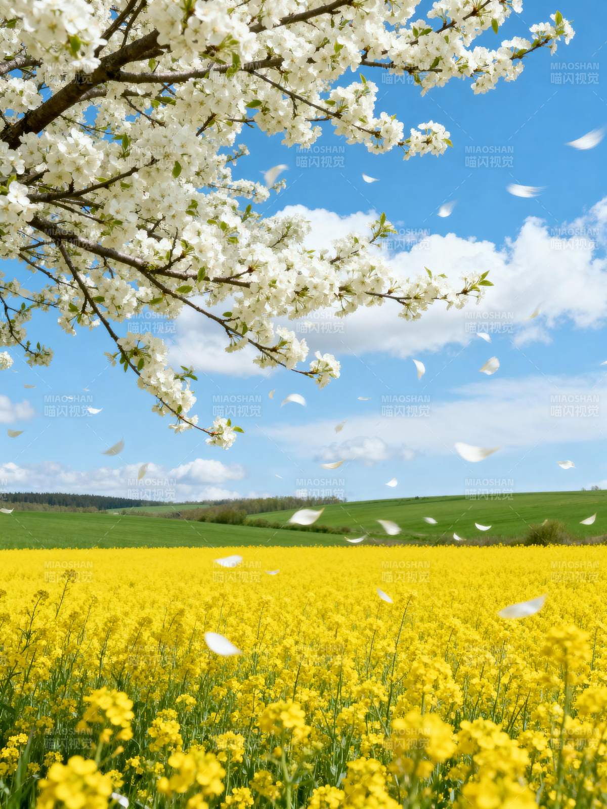 春日花海飘瓣图片