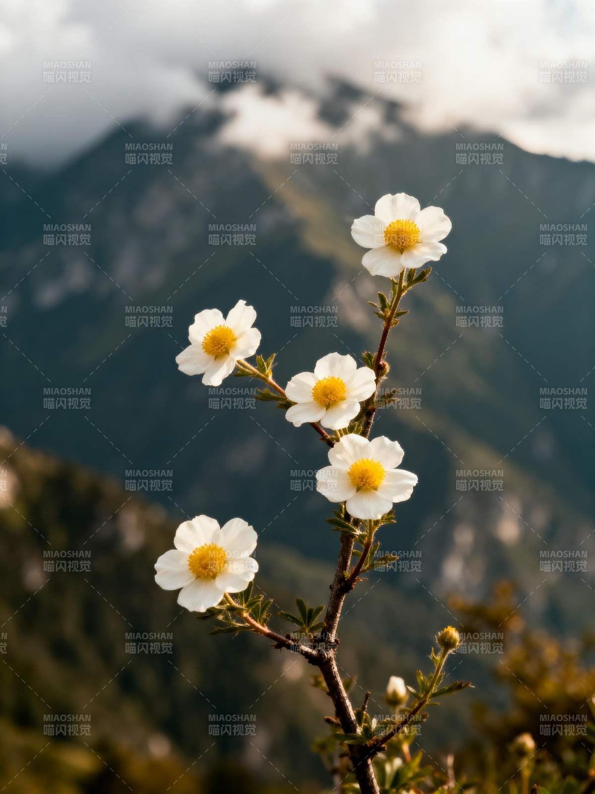 山野白花绽放图片