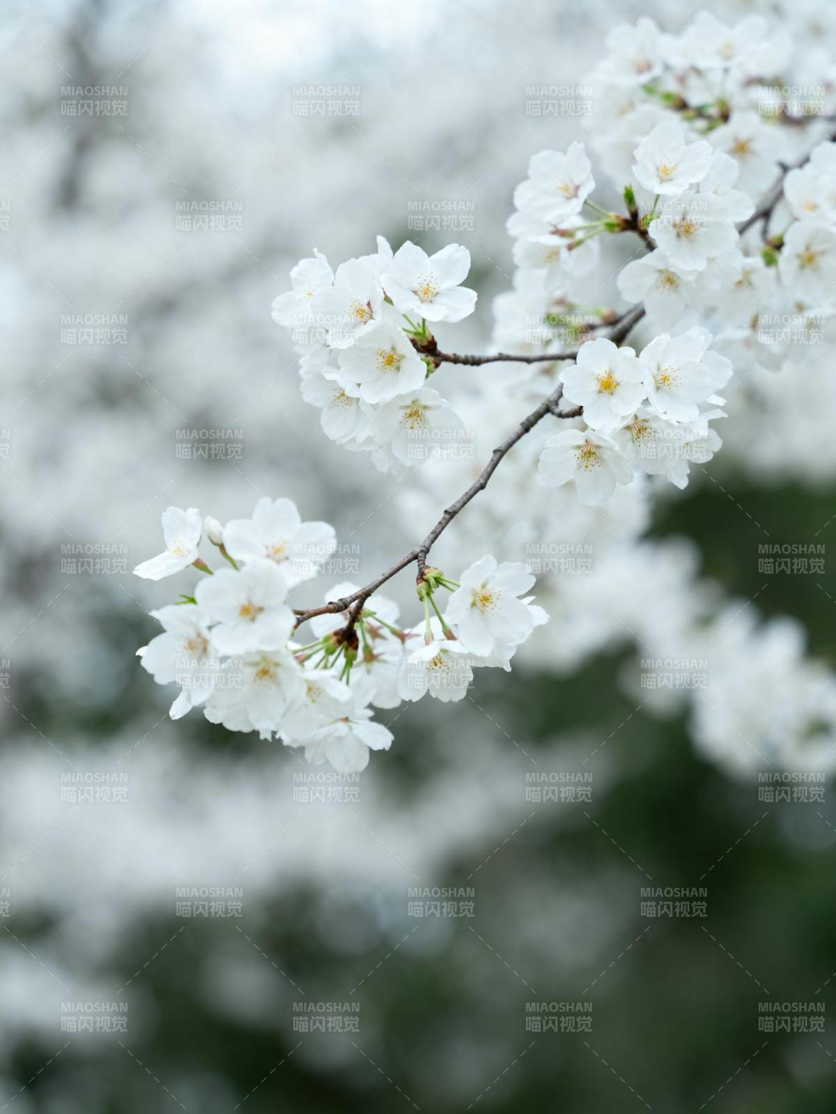 樱花绽放枝头图片