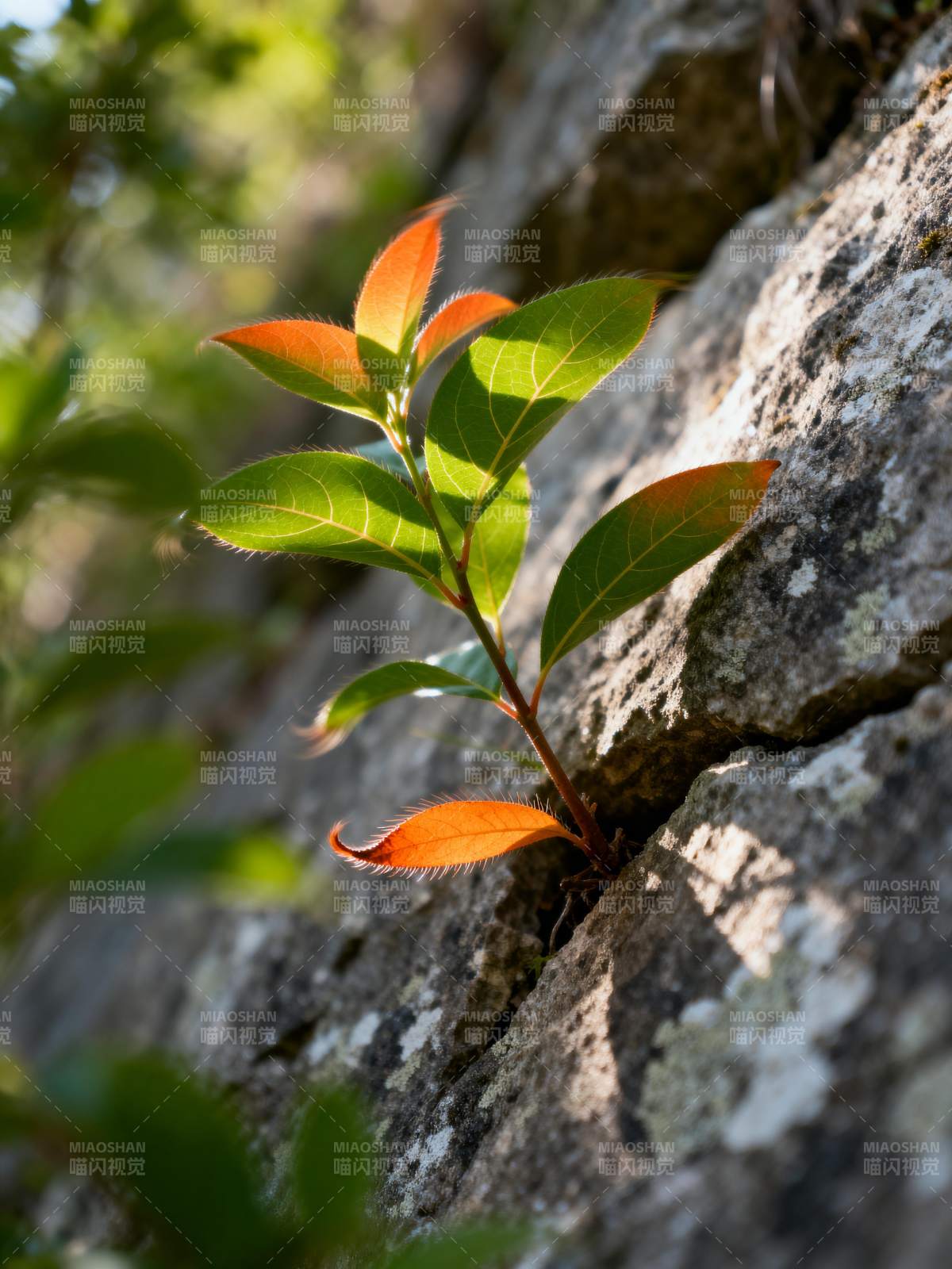 岩缝中的新绿图片