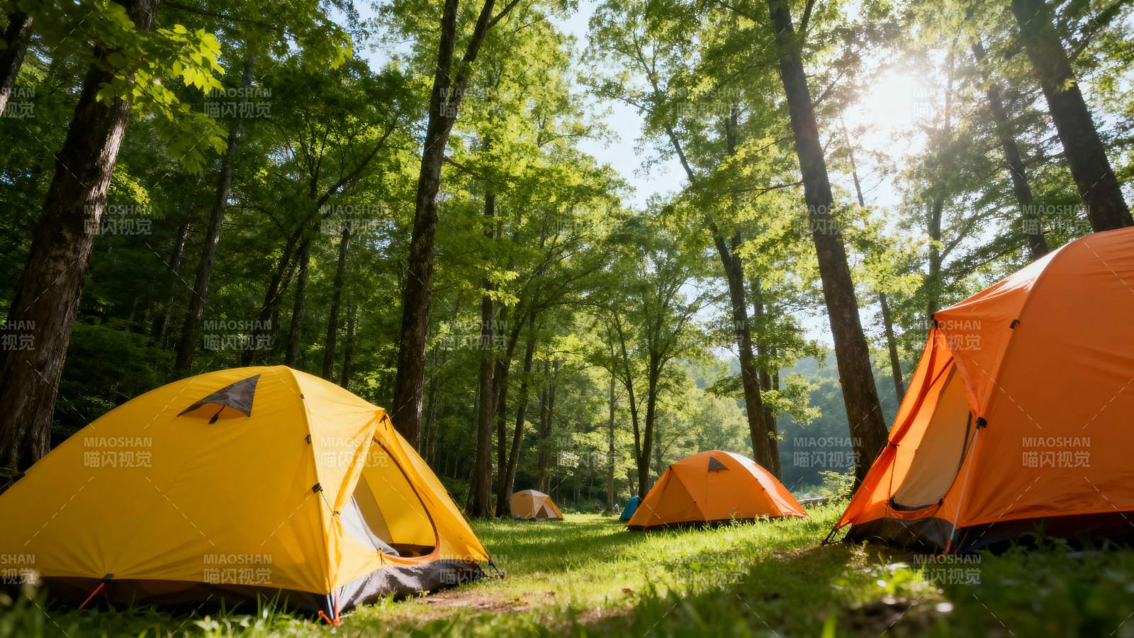 森林露营 阳光明媚图片