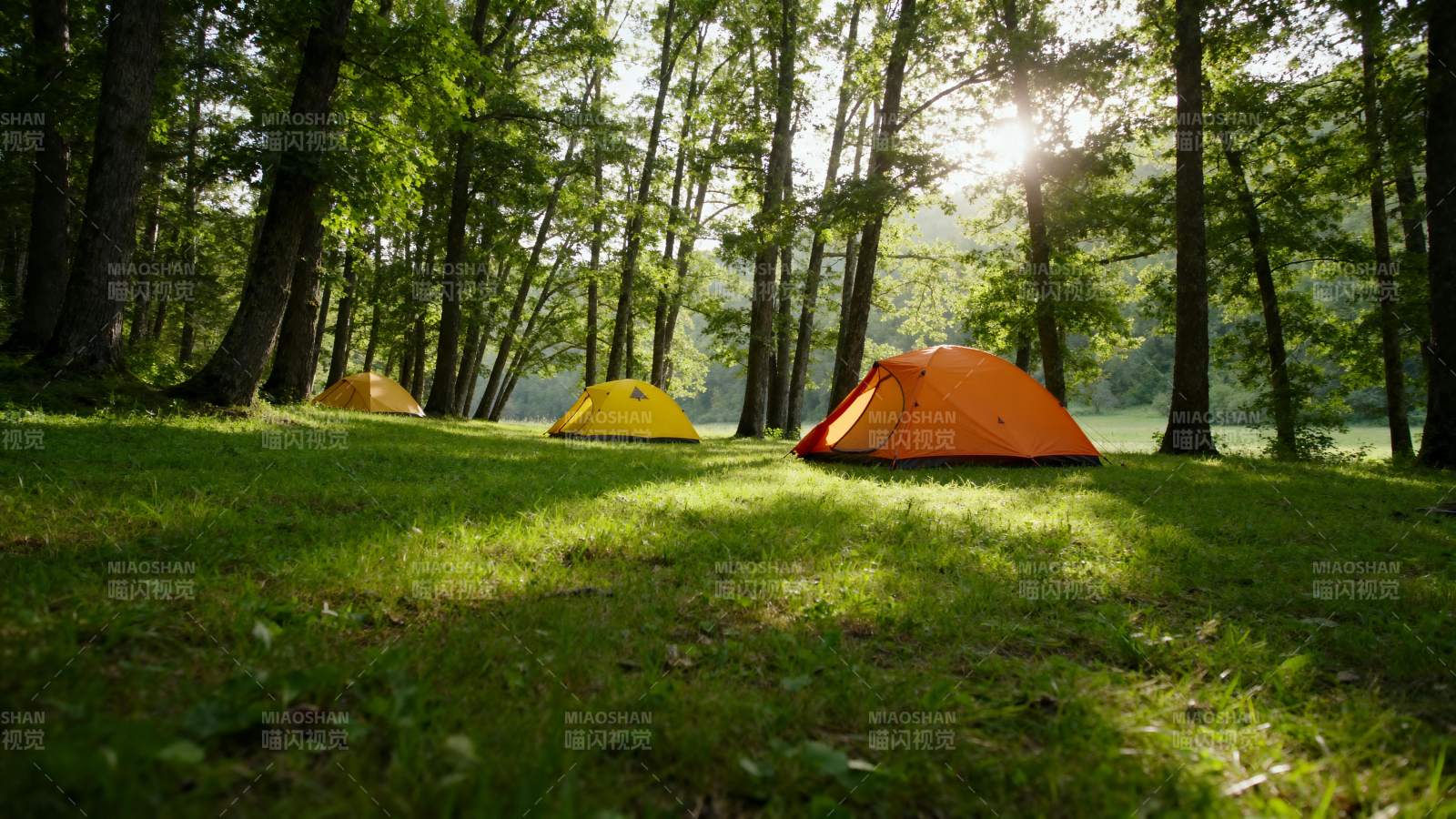 森林露营 阳光洒落图片