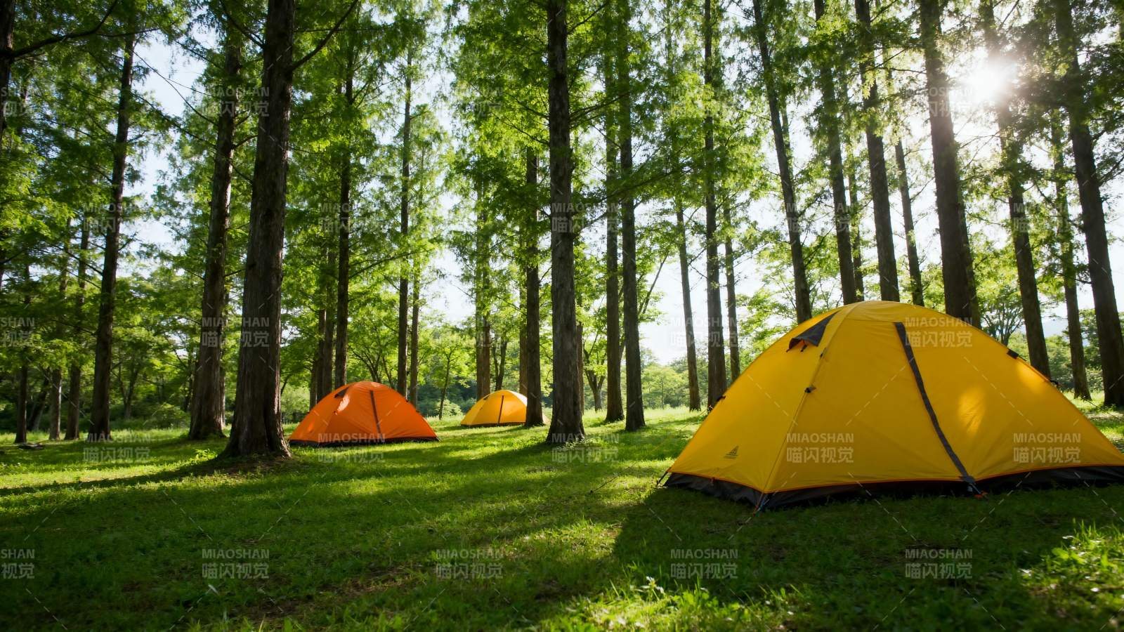 森林露营 阳光洒落图片